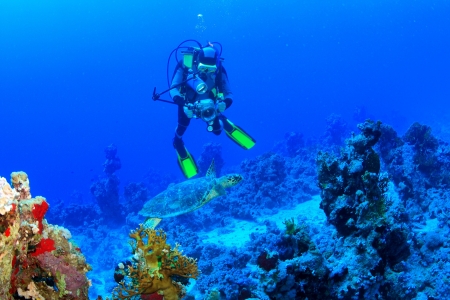 Marine Life in the Red Sea の写真素材