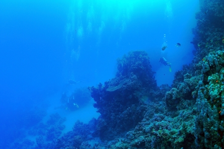 Marine Life in the Red Sea の写真素材