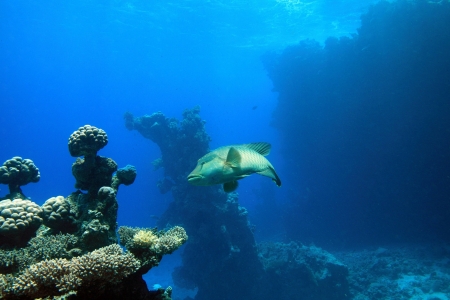 Marine Life in the Red Sea の写真素材