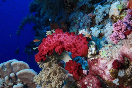 Marine Life in the Red Seaの写真素材