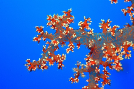 Marine Life in the Red Seaの写真素材