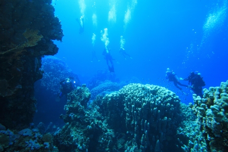 Marine Life in the Red Seaの写真素材