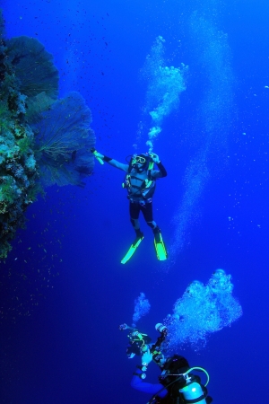 Marine Life in the Red Seaの写真素材