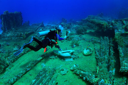 Marine Life in the Red Sea