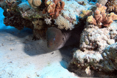 Diving in the Red Sea