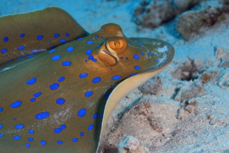 Diving in the Red Seaの写真素材