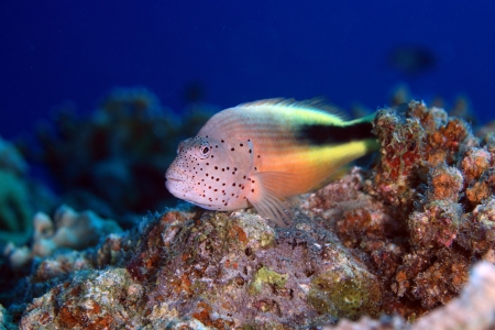 Diving in the Red Seaの写真素材