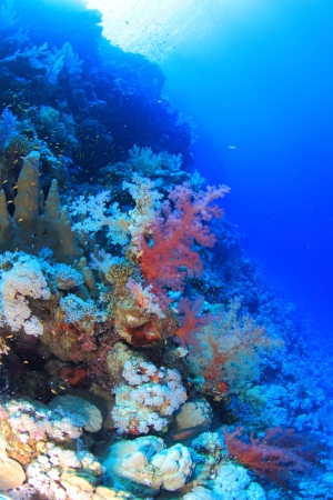 Marine Life in the Red Seaの写真素材