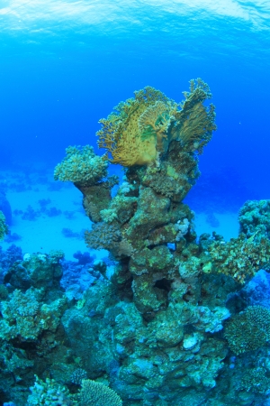 Marine Life in the Red Seaの写真素材