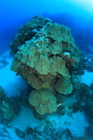 Marine Life in the Red Seaの写真素材