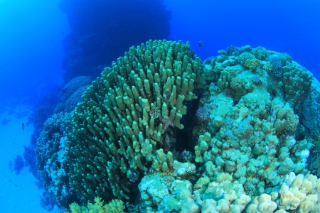 Marine Life in the Red Seaの写真素材