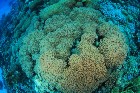 Marine Life in the Red Seaの写真素材