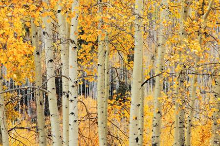 indian summer in coloradoの写真素材