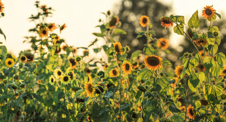 Sunflowers in late summerの写真素材