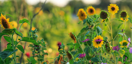 Sunflowers in late summerの写真素材