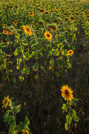 Sunflowers in late summerの写真素材