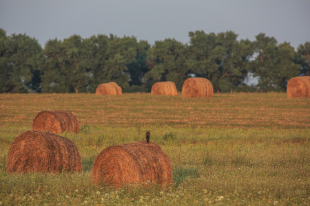 haystacksの写真素材