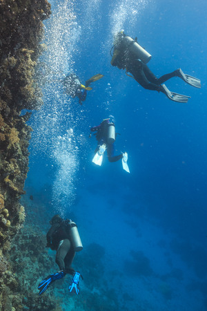 coral reefの写真素材
