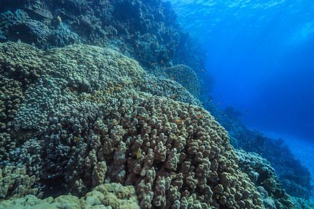 coral reefの写真素材