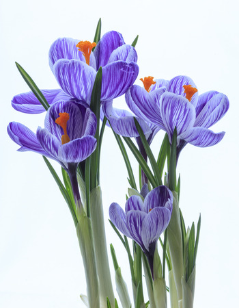 spring crocusの写真素材