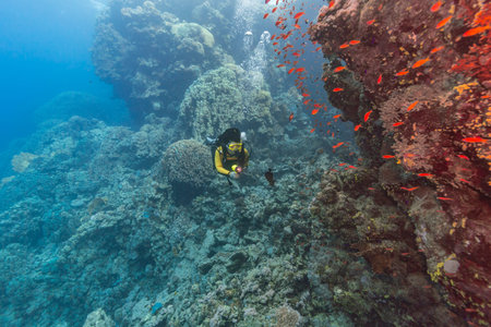 Exploration under water. A woman dives on a tropical reef with a blue background and beautiful...