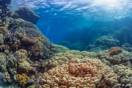 Tropical reef with blue background and beautiful corals.の写真素材