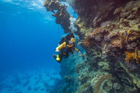 Exploration under water. A woman dives on a tropical reef with a blue background and beautiful corals. She illuminates the coral reef with a flashlight.の写真素材