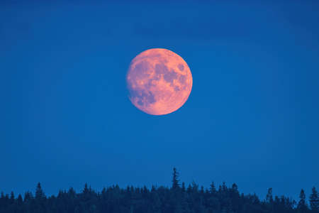 Full moon over the forest in the evening. Colorful sky.の写真素材