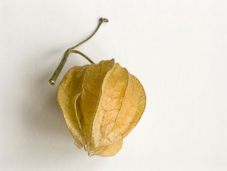 physalis fruitの写真素材