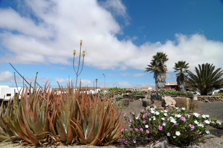 Aloe vera plant on a cloudy sky ,in Lanzarote, Spainの写真素材