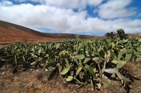 Cactus field on a cloudy sky, in Lanzarote, spainの写真素材
