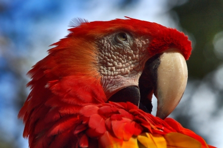  Head of Red Parrot over a Blurred Backgroundの写真素材