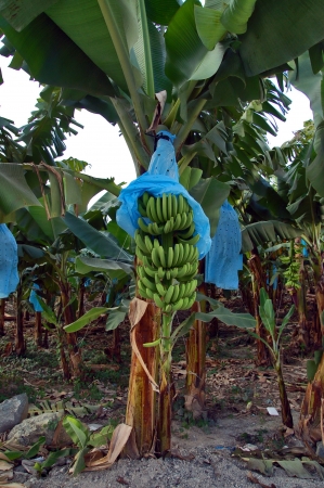 Gret Green Banana Plantation in Central America, Guatemalaの写真素材