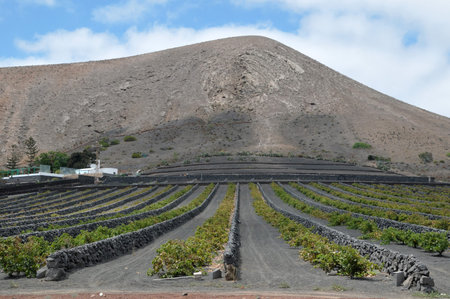 Volcanic Vineyard and a Mountain, in Canary Islands, Spainの写真素材
