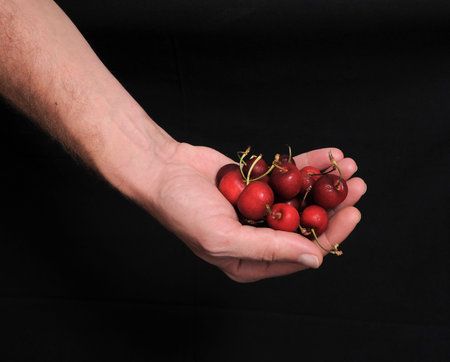 An Hand Holding Some Cherries on a Black Backgroundの写真素材