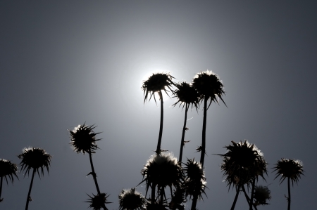 Silhouette Dried Flowers with Thorns in the Desertの写真素材