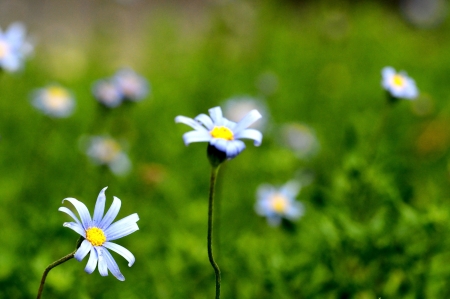 Some Very Colored Flowers on a Green Gardenの写真素材