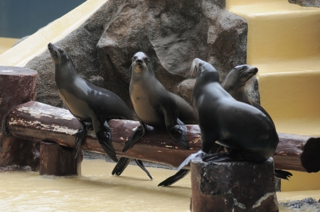Addomesticated Sea Lion on Park in Canary Islandsの写真素材