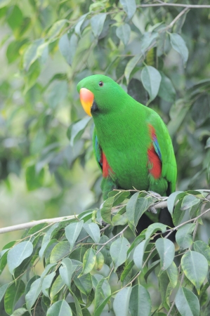 One Very Colored Parrot in a Park in Tenerife, Spainの写真素材