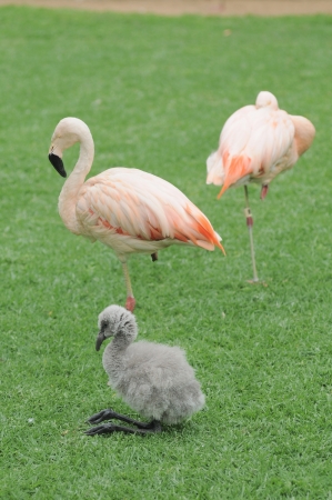 Pink Flamingo Bird on the Floor in a Park in Tenerife, Spainの写真素材