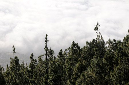 Some Clouds Over the Trees in Tenerife, Spainの写真素材