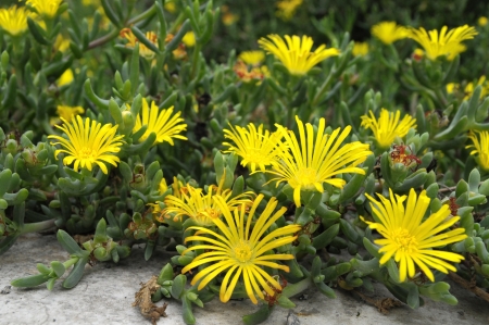 Some Very Colored Flowers on a Green Gardenの写真素材