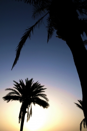 Silhouetted Palm Near The Atlantic Ocean At Sunset In Canary Islandsの写真素材