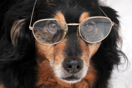 One Small Old Black Dog Wearing Old Glasses の写真素材