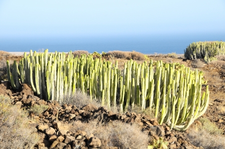 Green Big Cactus in the Desert on a Sunny Dayの写真素材