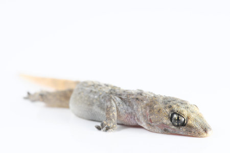 Small Gray Gecko Lizard on a White Backgroundの写真素材