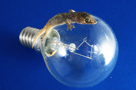 One Small Gecko Lizard and Light Bulb on a Colred Backgroundの写真素材