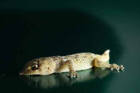 Small Gray Gecko Lizard on a Colored Backgroundの写真素材