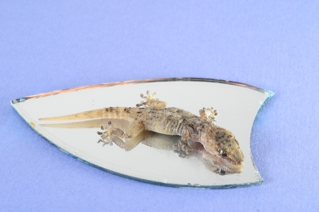 One Small Gecko Lizard and Mirror on a Colored Backgroundの写真素材