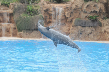 Grey Dolphin on a Very Blue Water in a Park in Tenerife, Spainのeditorial素材
